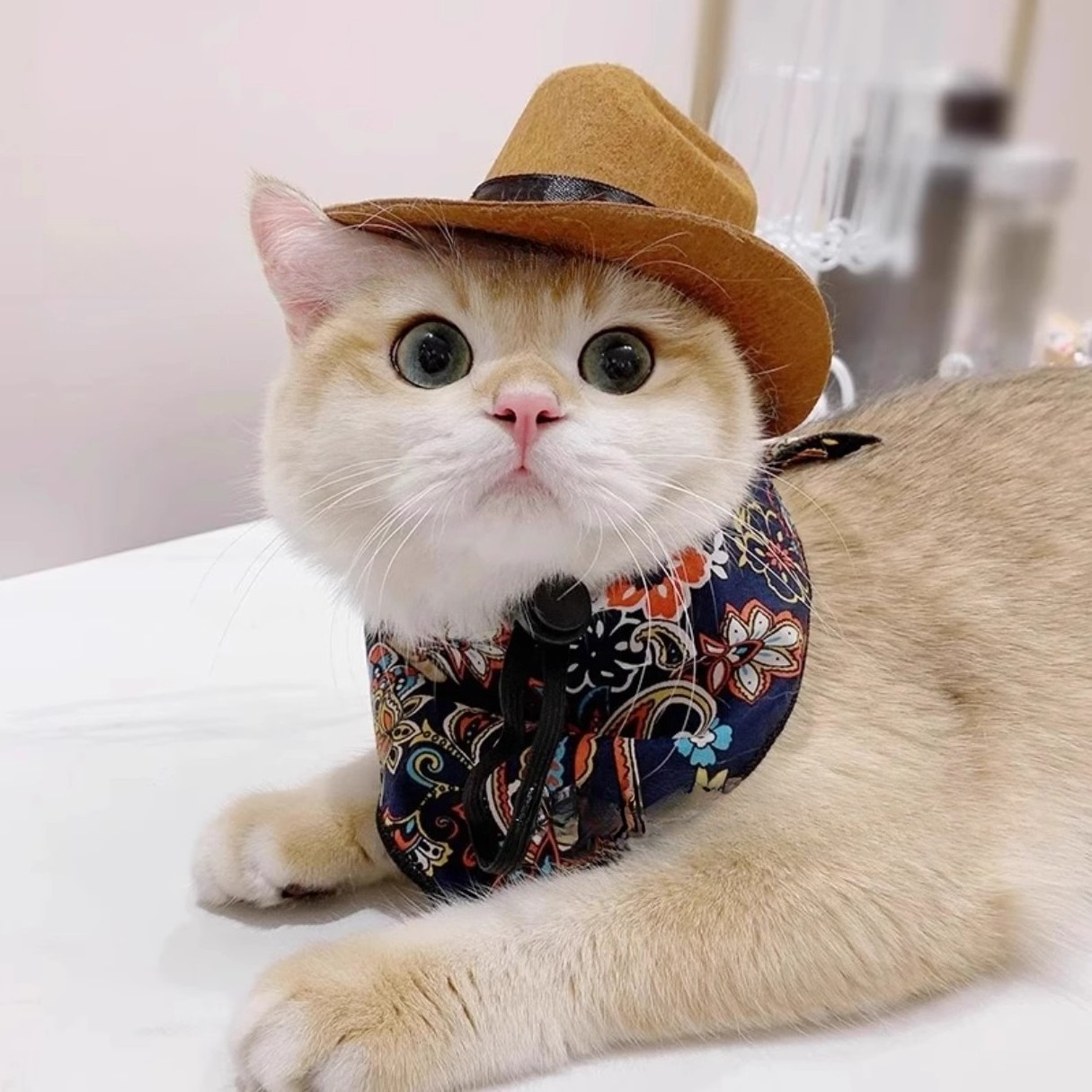 Cat Cowboy Hat Pet Head Acce - Cowboy Hat Straw のレビューと価格